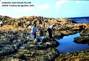 ARZEW 193- PILLON